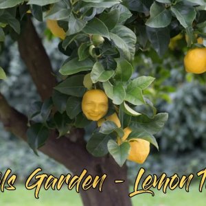 Mimon Baraka singt "Fools Garden - Lemon Tree" (AI Cover)