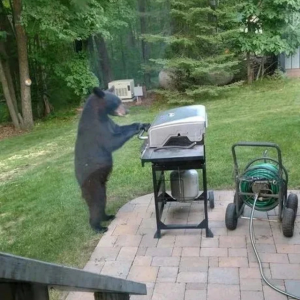 Bear grills