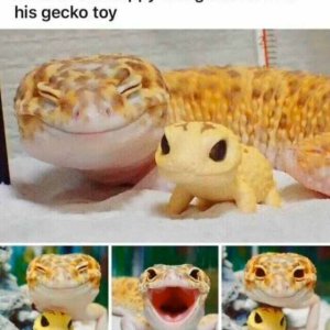 Freundliches Geckogesicht