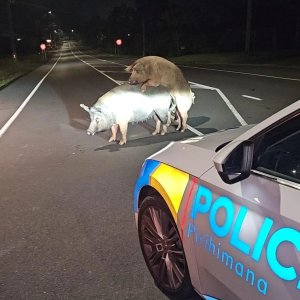 Bullenschweine behindern Verkehr