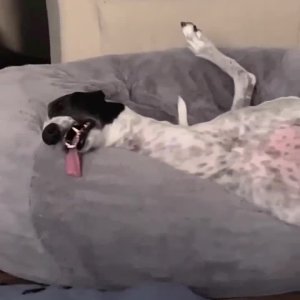Hund schläft a weng