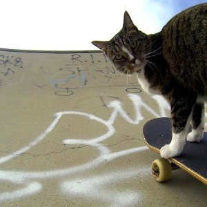 Katze fahrt a weng Skateboard