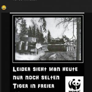 Tiger in freier Wildbahn.jpg