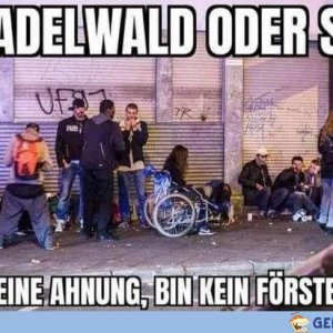 Nadelwald