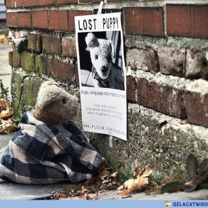 Lost Puppy