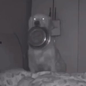 Gimme food now
