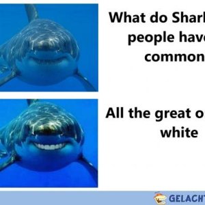 Shark