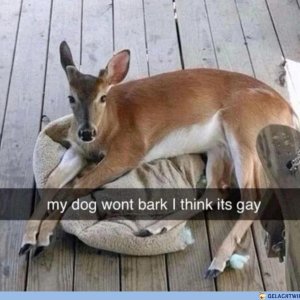 Dog