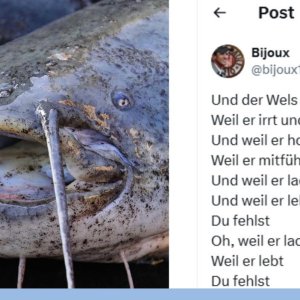 Der Wels heißt Wels...