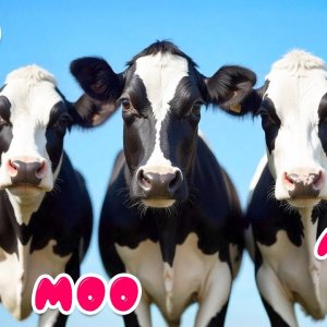 Happy cow dancing Moo-moo-moo Song