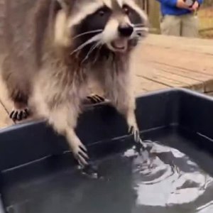 Waschber wundert sich