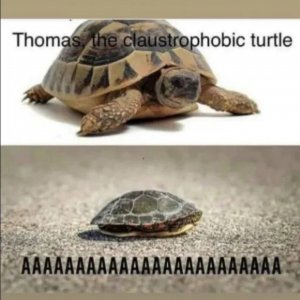Die arme Schildkröte