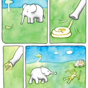 Elefanten lernen schnell