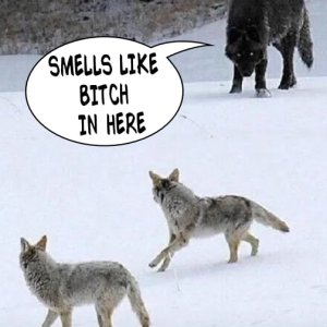 Wolf vs. Koyoten