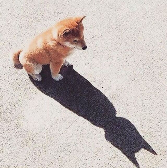 Batdog