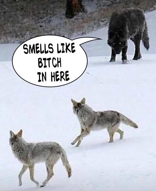 Wolf vs. Koyoten