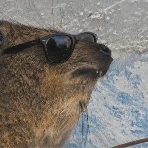 Cool_Hyrax.jpg