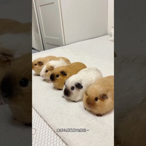 Quietschegadsen :3