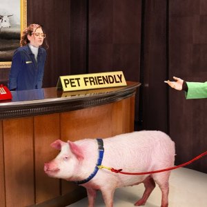 I Tested 5 Star 'Pet Friendly' Hotels With Farm Animals