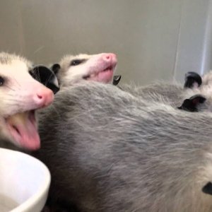 Opossums schmatzen froindlich