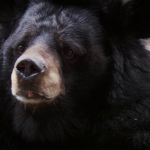 Fun Facts About Moon Bears | Earth Odyssey