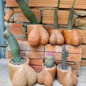 Kakteen leckne