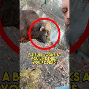 Nicht alle Qühe san freundlich