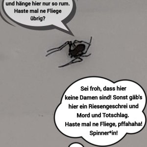 die spinnen doch