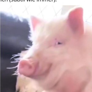 Einmal mehr entfaltet mein tollkühner Plan seine Wirkung