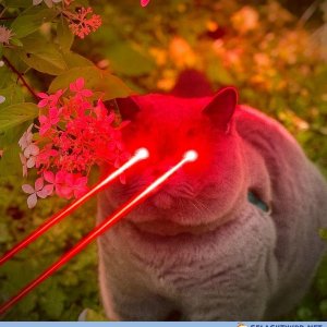 Katzenhasser im Visier...