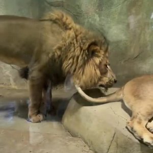 Er ist genau wie ich