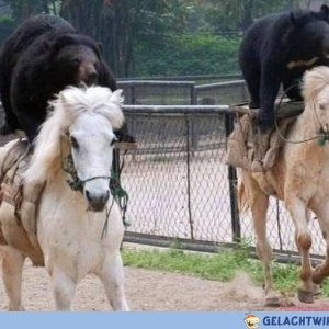 lol die Beren
