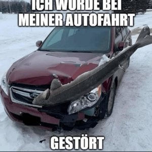 Fliegender Fisch
