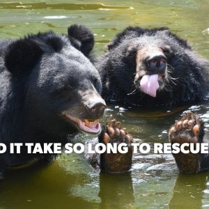 Why 20 Years? Why Did It Take So Long To Rescue These Bears?