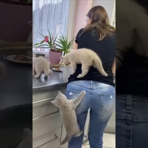 Why do cats act like they've never been fed before ð #cats #catsoftiktok #funnycats