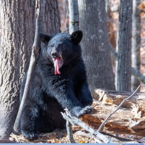 Waaas, kein meis und kein kürwis mehr da?