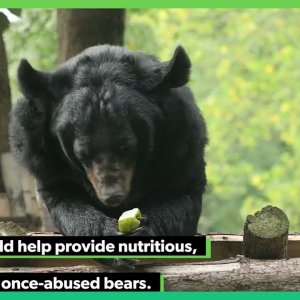 Animals Asia | Help Feed Bears This Winter