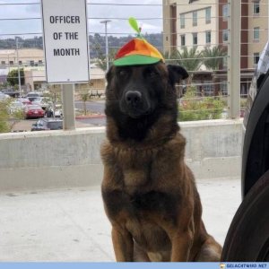 Herzlichen Glückwuff