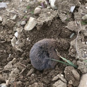 A Digda digging a hole cauught on camera