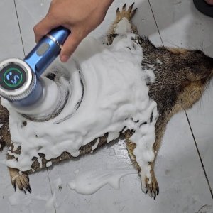 Murmeltier liegt still Erfahrung wie ein Teppich waschen