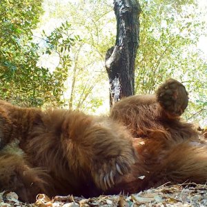Wilford The Bear Makes A Bed And Takes A Nap In The Angeles National Forest