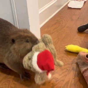 Rescue beaver makes Christmas dam in house