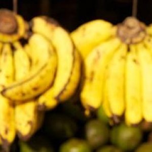 BSKartoffel liebkost Sylvester