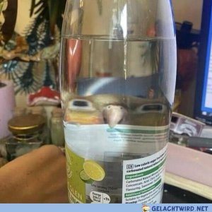 Eine Stunde lang den Vogel gesucht, als plötzlich..