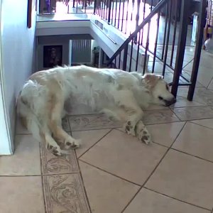 Hunt schläft a weng