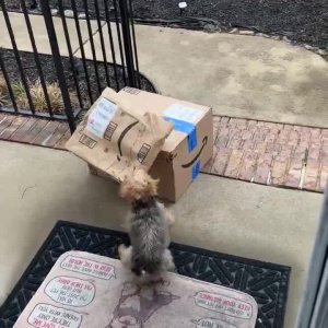 100% attack , 0% damage