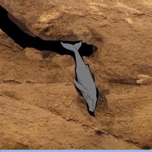 Timmy, was hast du wieder angestellt?