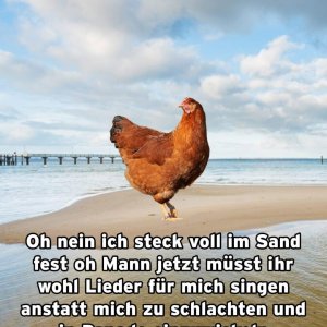 Fragen der Tierethik.