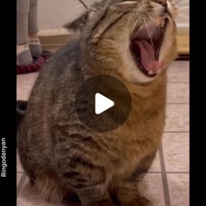 Meddlkatze