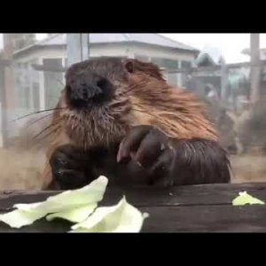 Otten futtert legger Kohl